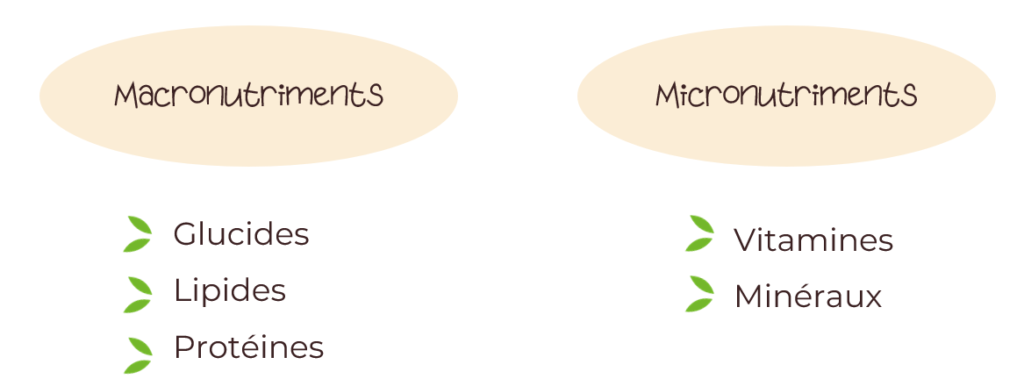 Les macronutriments regroupent les glucides, les protéines et les lipides. Les micronutriments correspondent aux vitamines et minéraux.